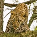 69 - jeune leopard - BOLLE PHILIPPE - france